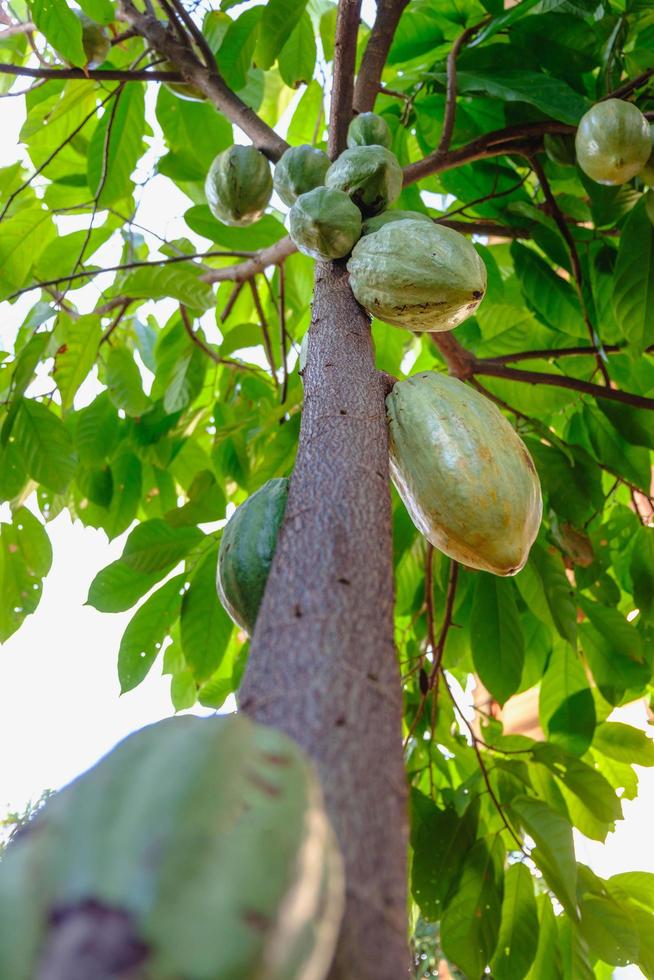 mazorcas de cacao crudo y árboles frutales de cacao en la plantación de cacao. foto