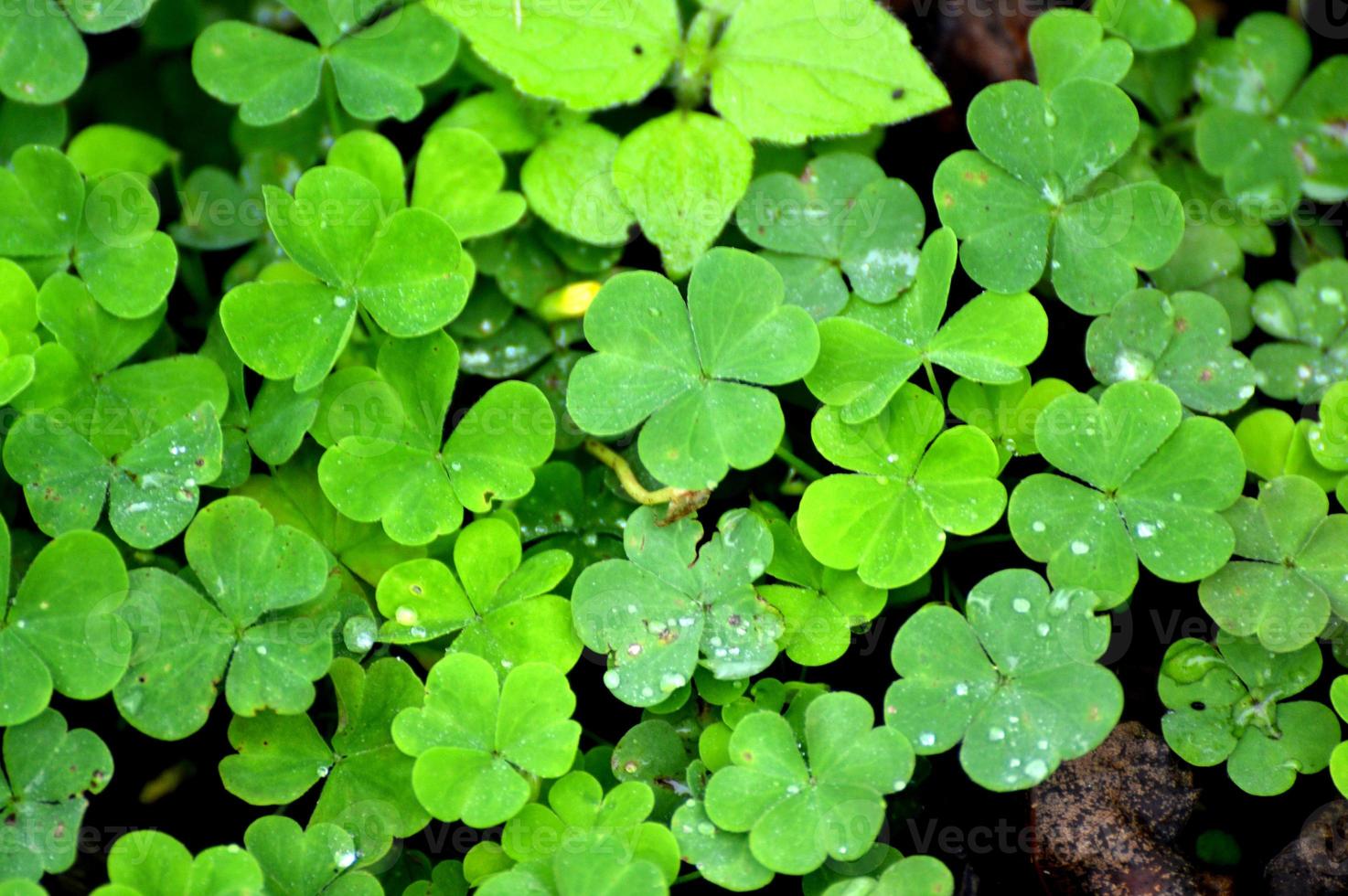 Natural green background with fresh green clover leaves. Spring and summer theme. Shamrock in the forest. St Patrick day background, holiday symbol. Macro photo of nature plant green clover