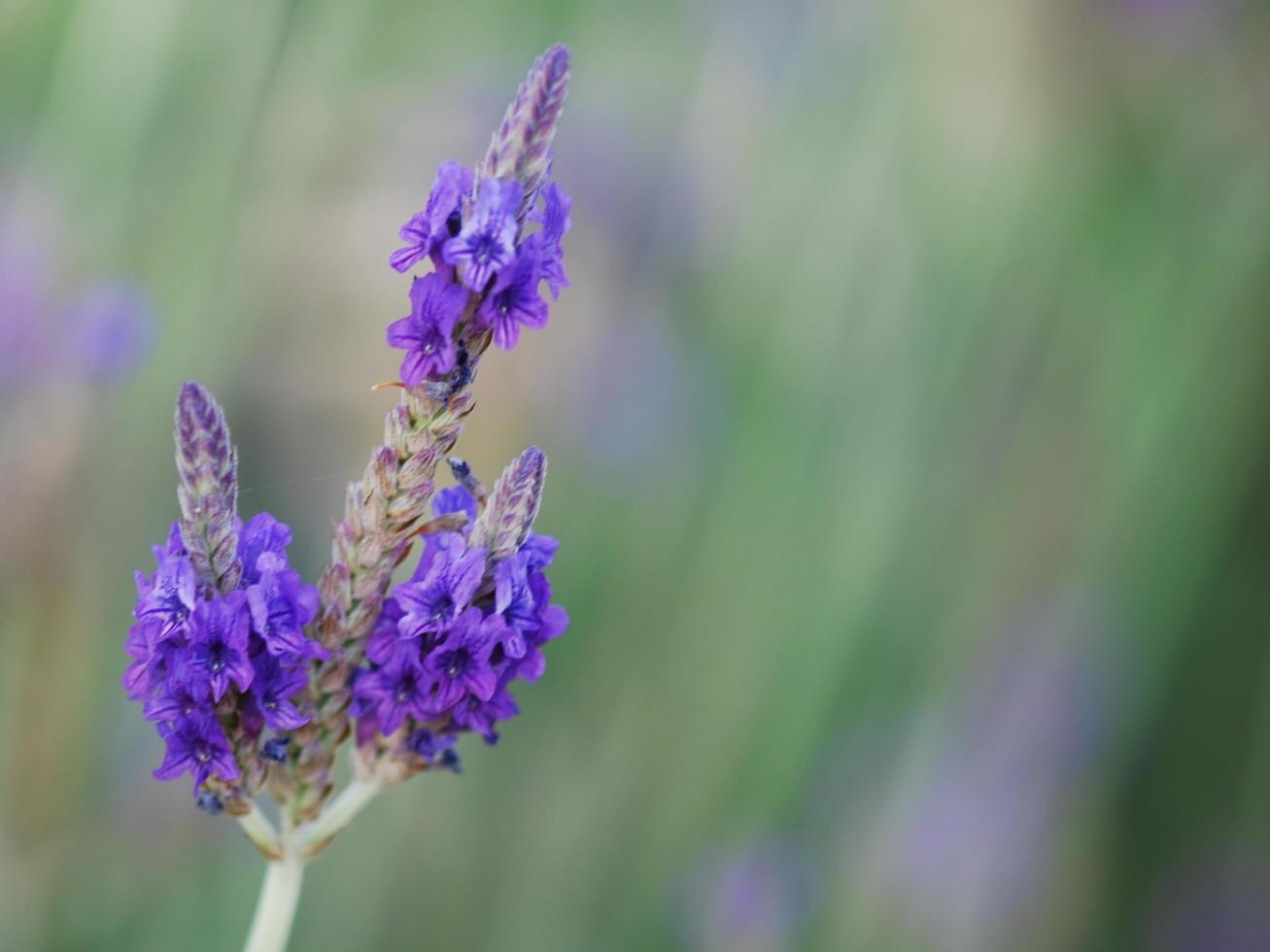 flores asombrosas en los jardines botánicos de israel coloridas y hermosas foto