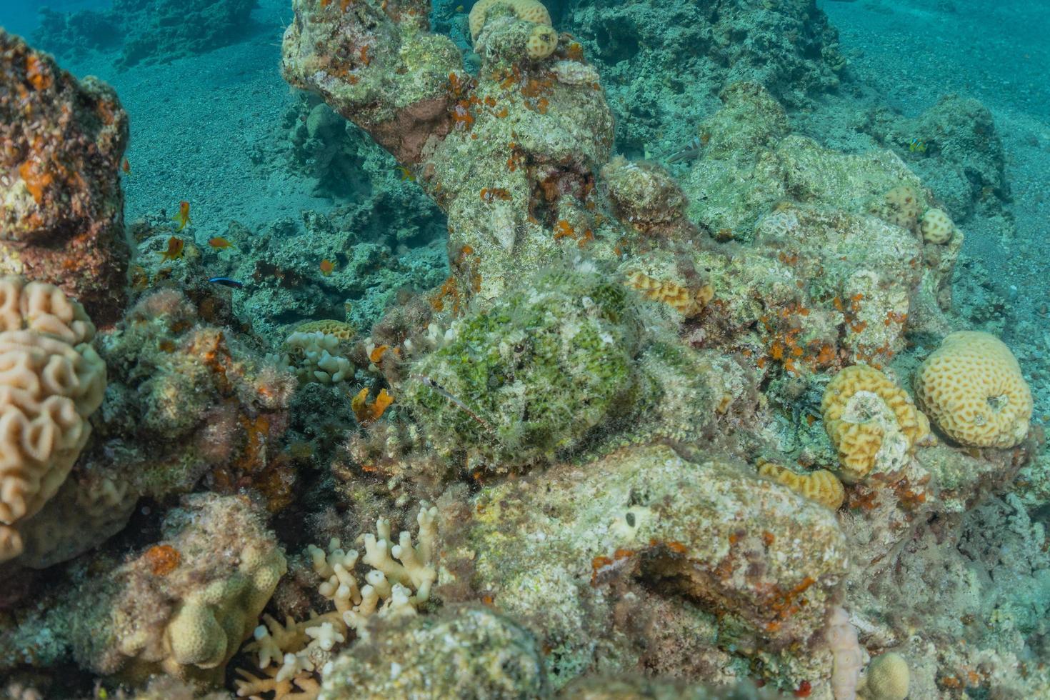 Fish swim in the Red Sea, colorful fish, Eilat Israel photo