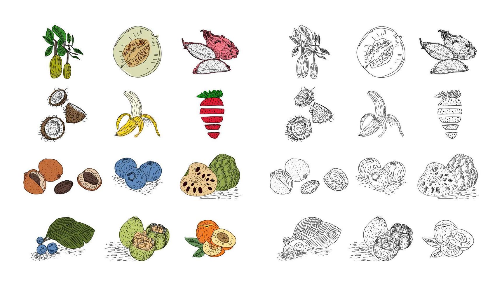 conjunto de vectores de estilo dibujado a mano de frutas.