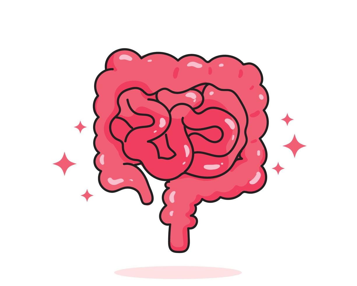 intestino delgado y grueso anatomía humana biología órgano sistema corporal cuidado de la salud y médico dibujado a mano ilustración de arte de dibujos animados vector