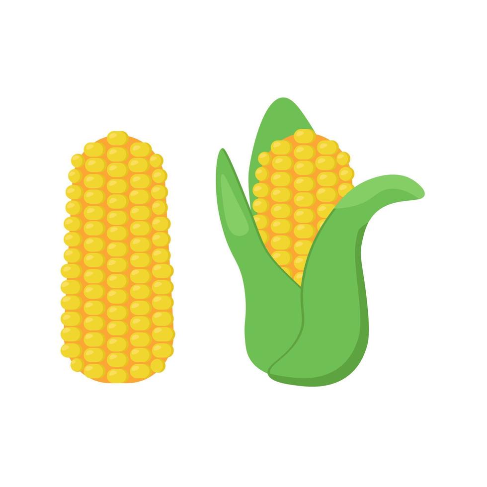 corn on the cob with and without leaves, healthy vegetable in flat style vector