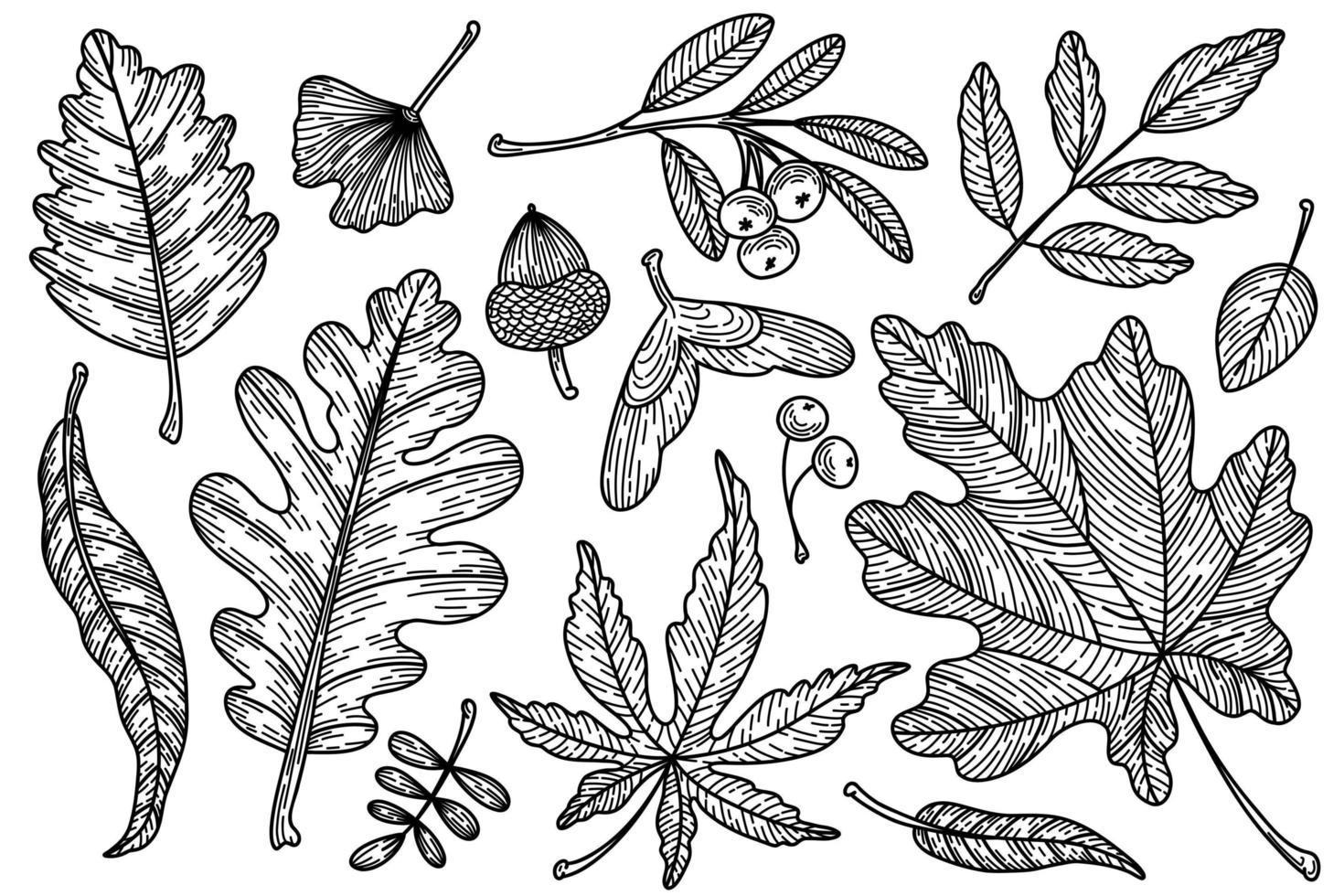 conjunto de colección de hojas de vector de otoño. conjunto detallado de elementos botánicos del bosque otoñal.