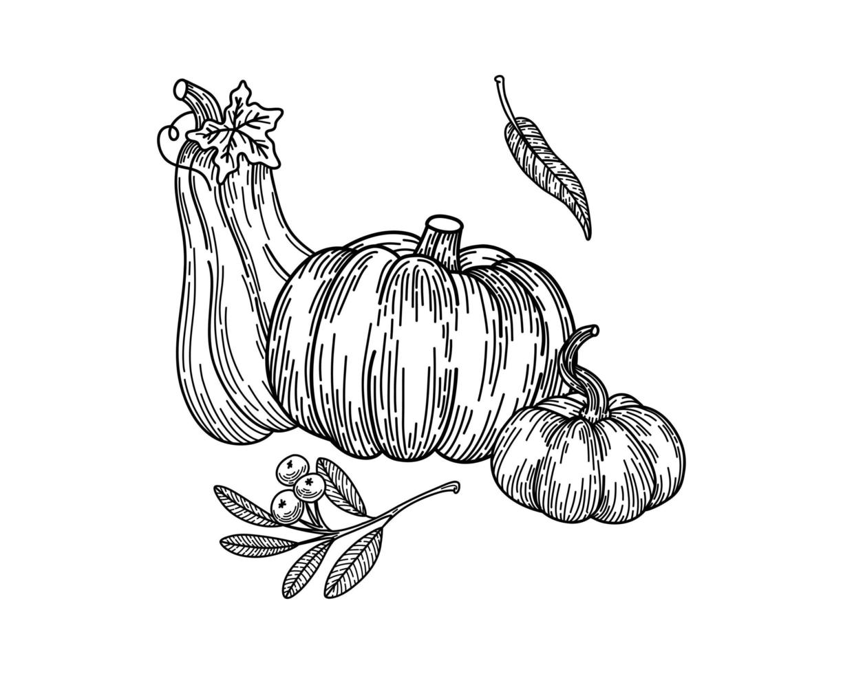 composición de croquis dibujados a mano de calabazas con hojas. verduras de otoño. día de acción de gracias o elemento de diseño de cosecha en blanco vector