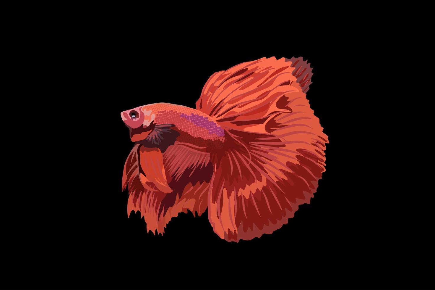 betta fish vector illustration