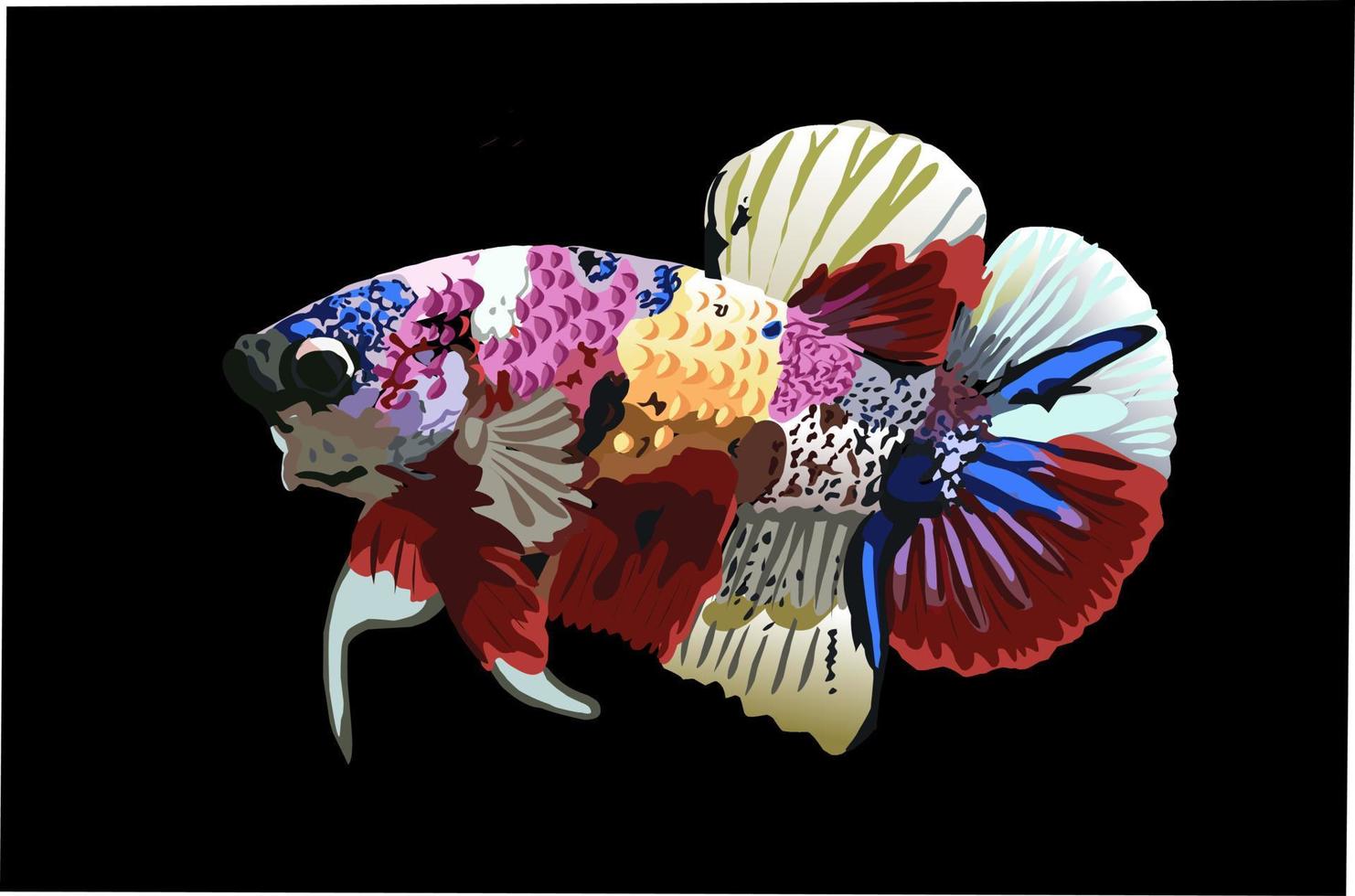 betta fish vector illustration