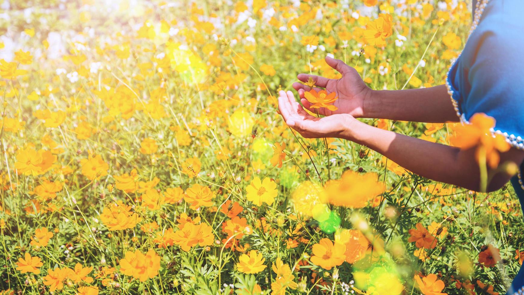 mano de mujeres asiáticas toque flor amarilla. flores cosmos sulphureus. tailandia foto