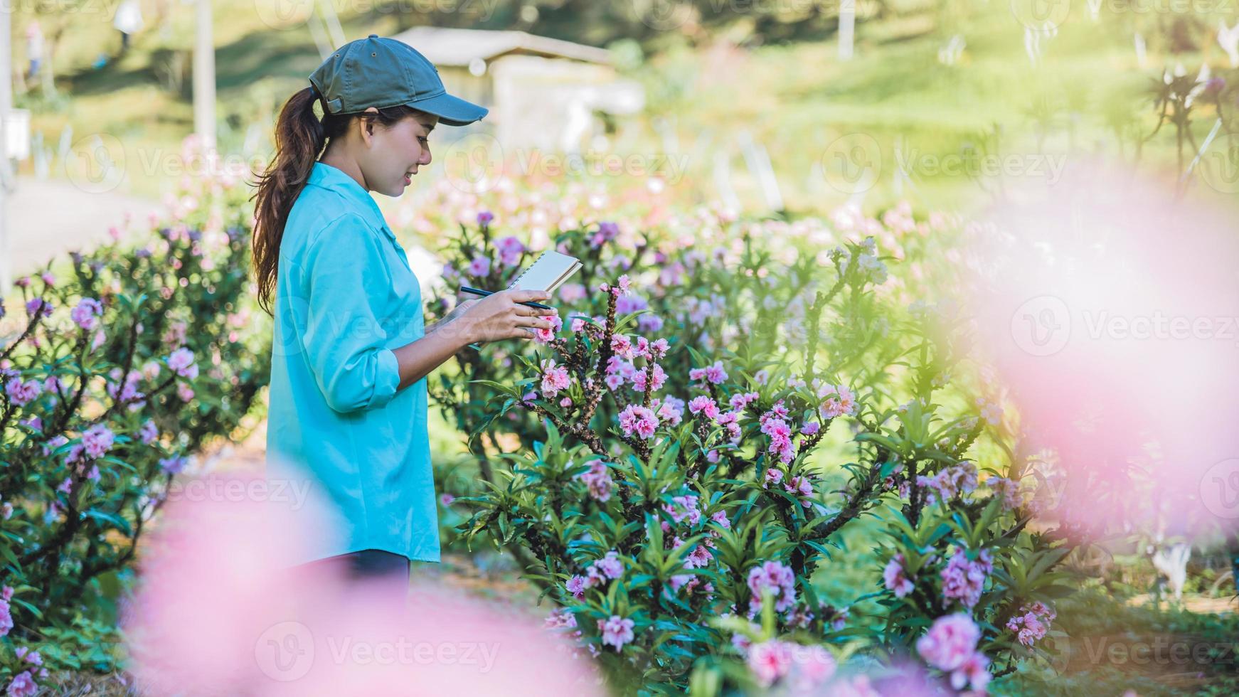 The girl Study notes the changes,apricot growth in the garden. Beautiful Plum blossom background Apricot flower. photo