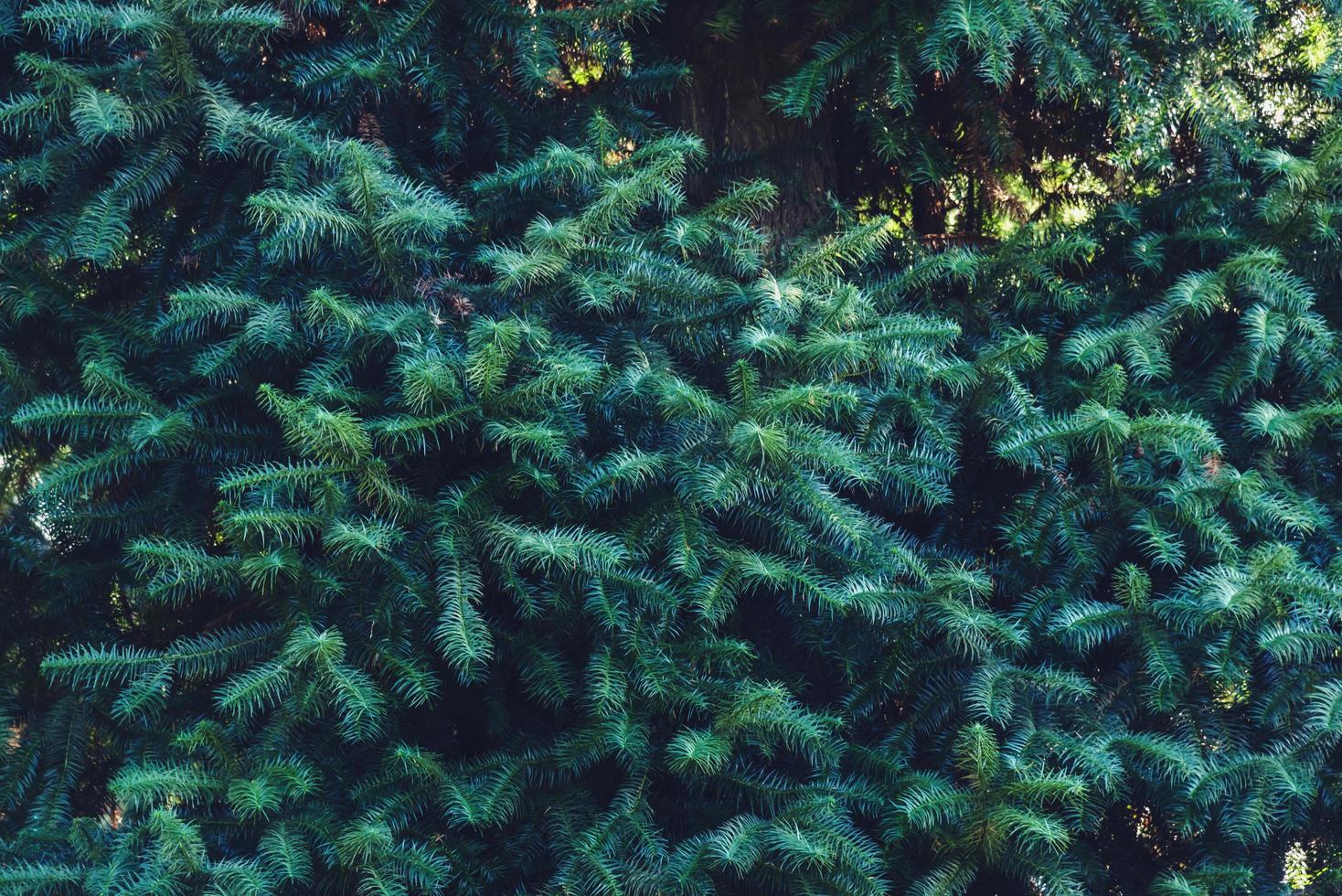 bosque de pinos verdes en la ladera de la montaña. fondo natural de hojas de pino foto