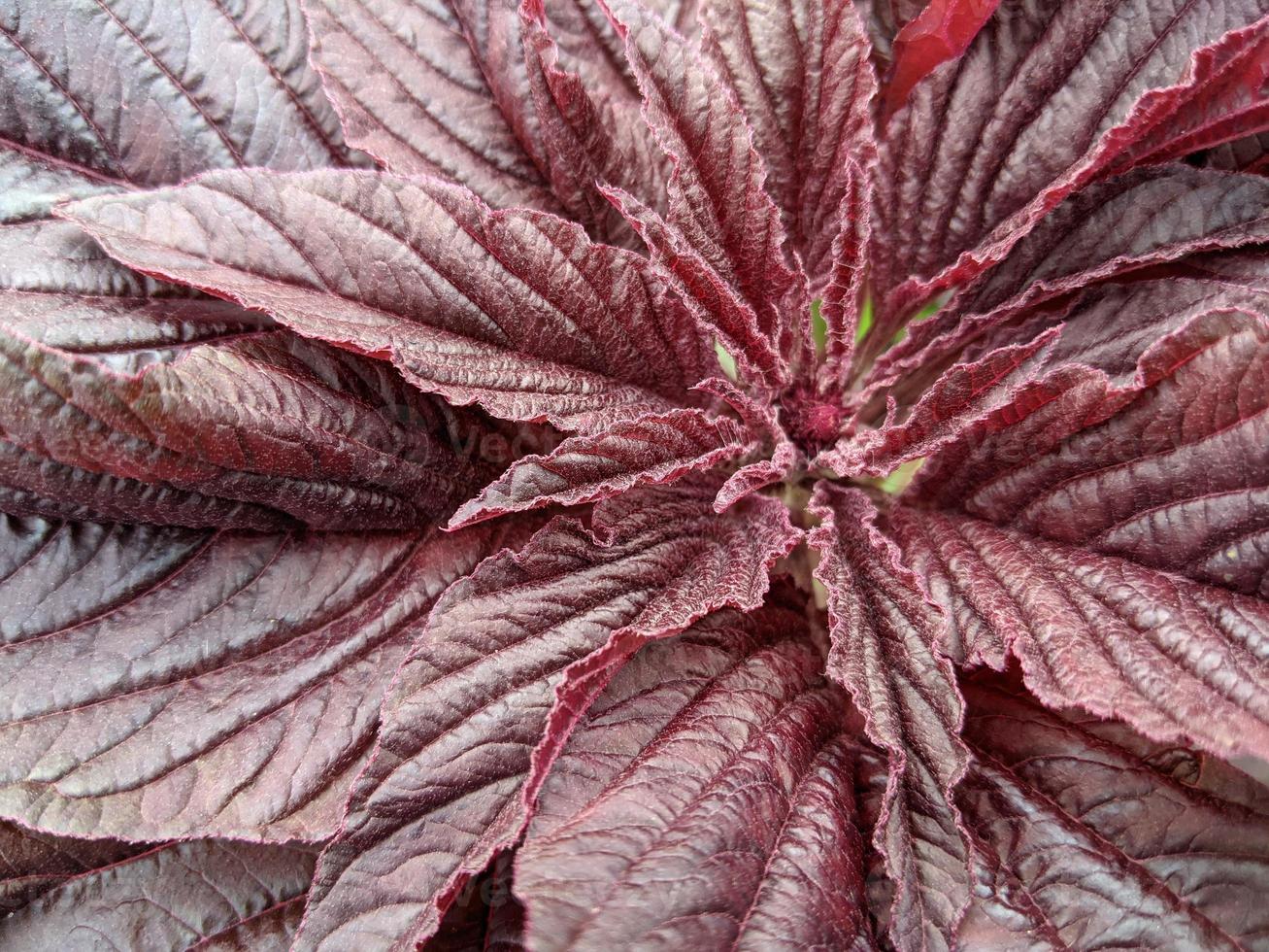 Burgundy red foliage texture of amaranth plant photo