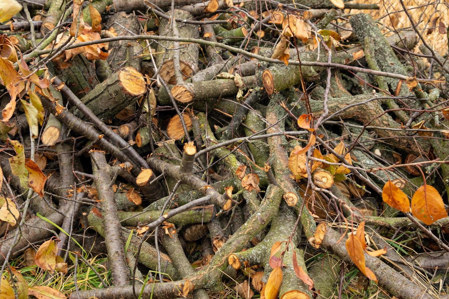 árbol cortado, leña picada apilada en una pila foto