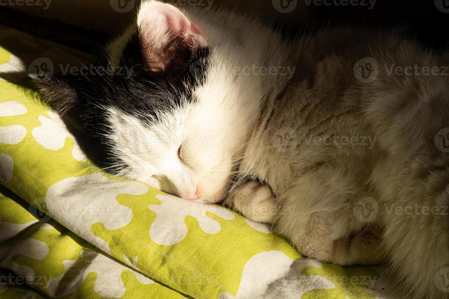 the cat is resting in the sun, kitten sleeping on a blanket photo