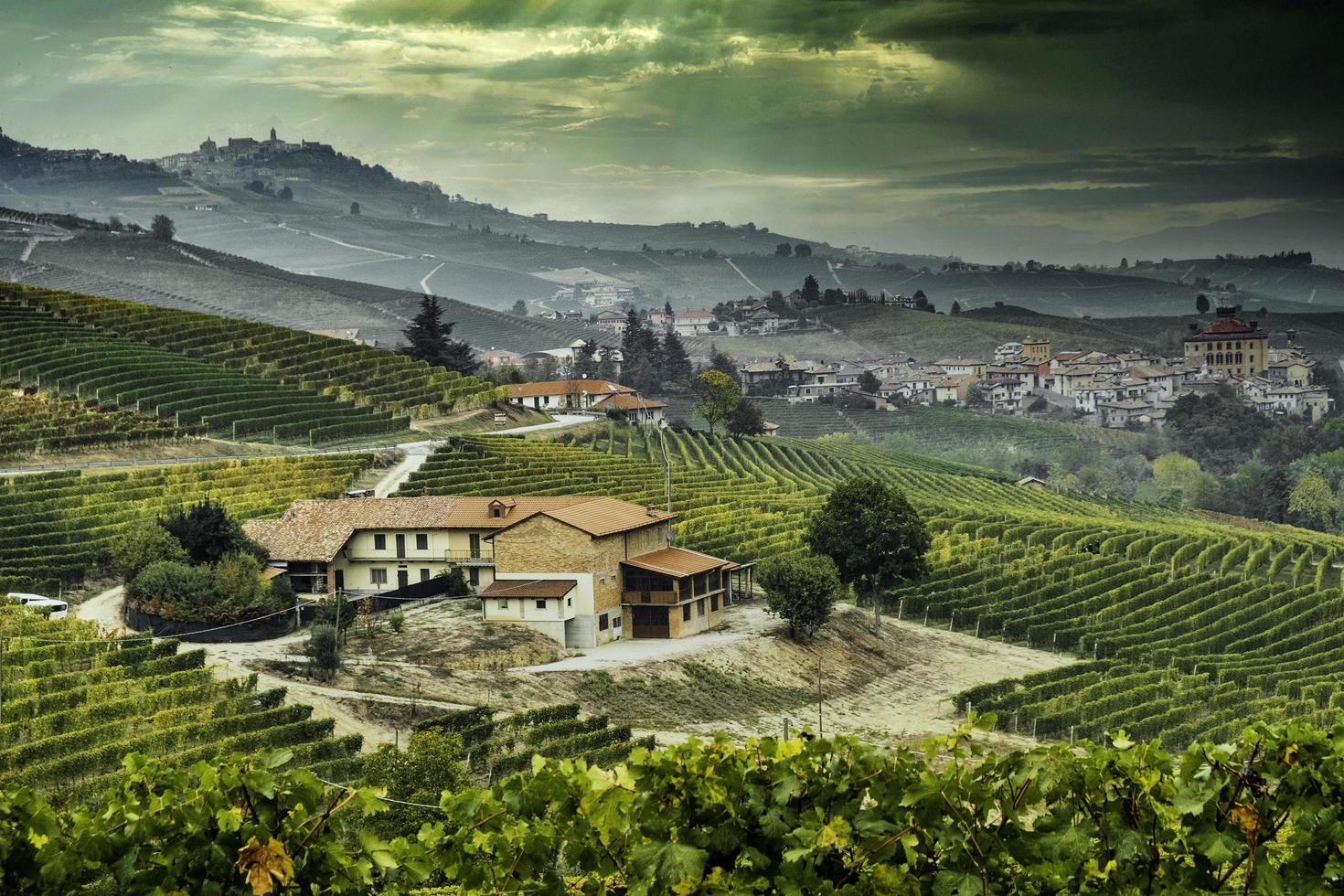 The vineyards in the Piedmontese Langhe in autumn at the time of the grape harvest photo