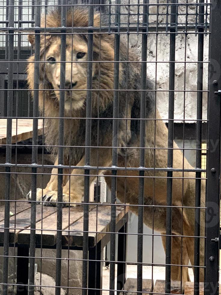 a lion is standing in an iron cage photo