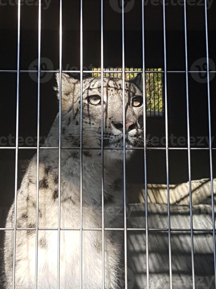 a white leopard is daydreaming in its cage photo