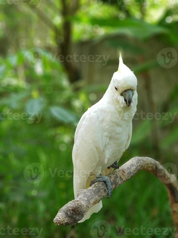 a white bird perched on a tree trunk with motion blur photo