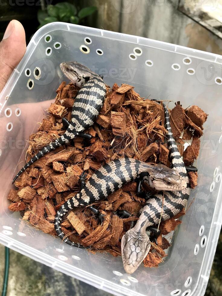 three reptiles in a clear box with sawdust photo