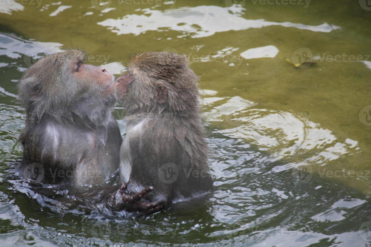 Dos monos grises besándose en agua clara. foto