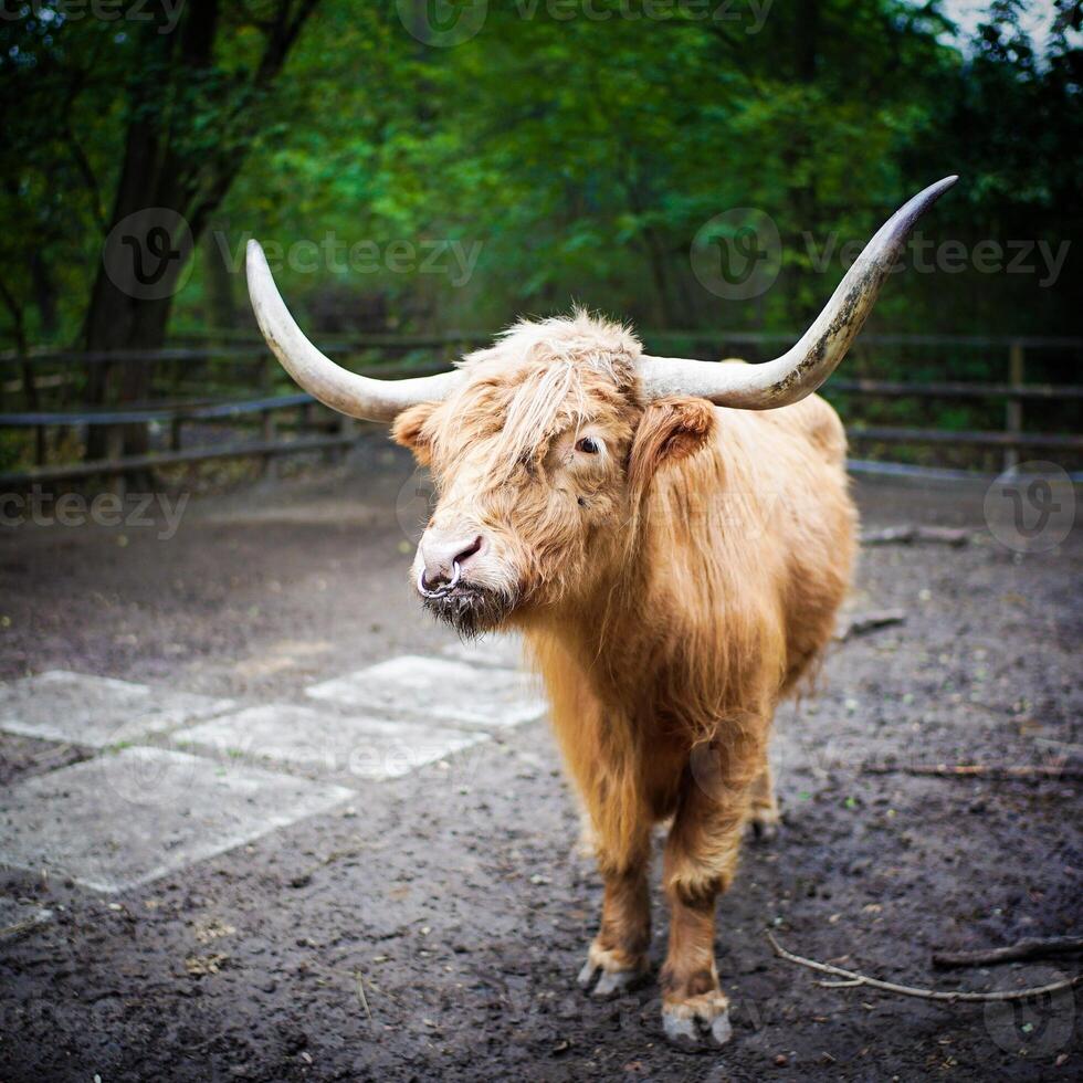 a bull with two sharp horns with orange fur inside the cage photo