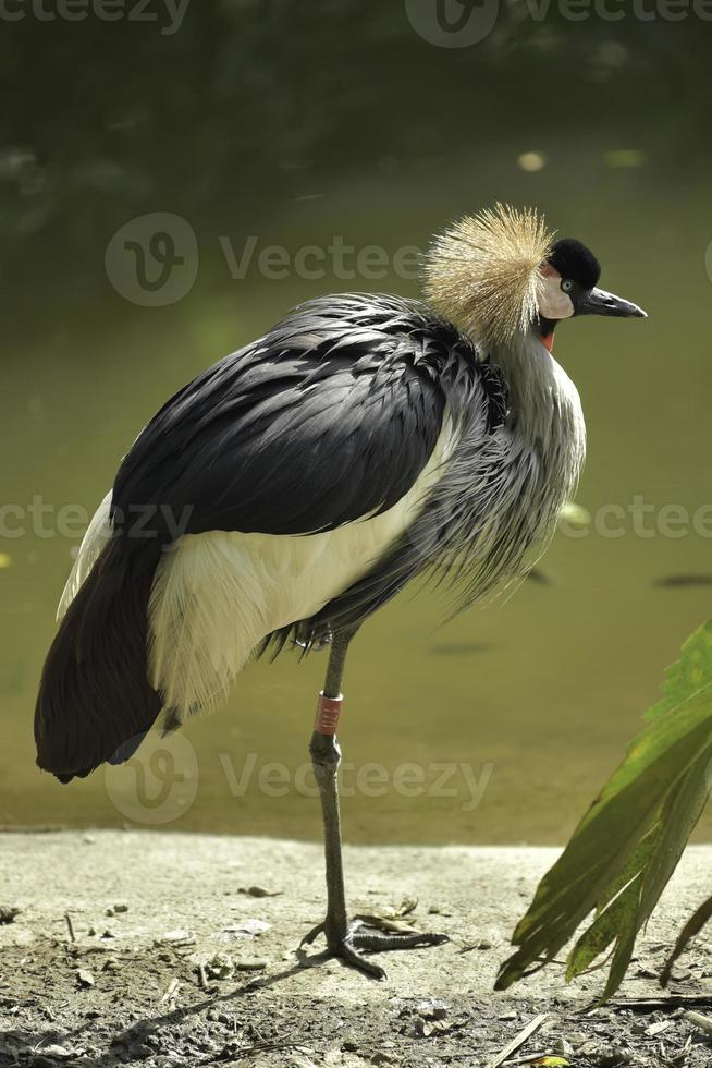 un pájaro con plumas únicas en el borde del lago foto