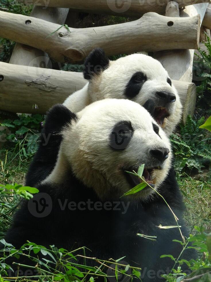 dos pandas blancos y negros con un fondo borroso foto