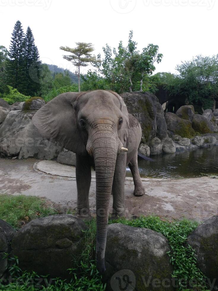 an elephant with a beautiful natural scenery photo