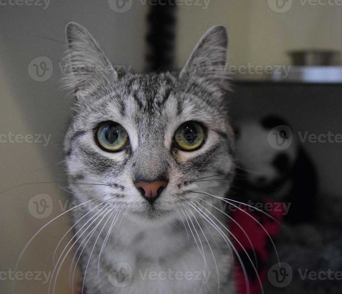 lindo gato rayado gris con desenfoque de movimiento foto