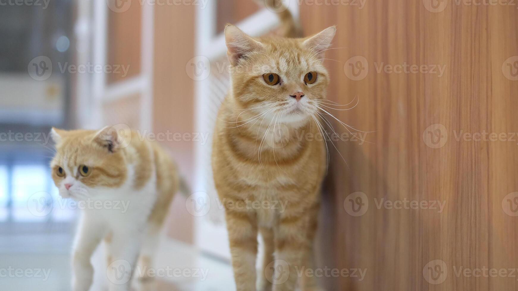 un lindo gato naranja está caminando foto