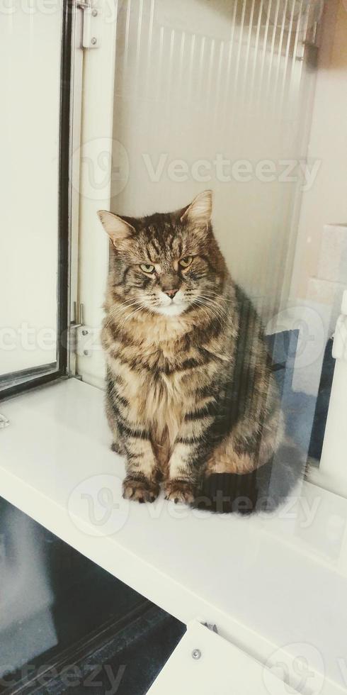 Gato rayado y cuerpo gordo con un fondo blanco. foto
