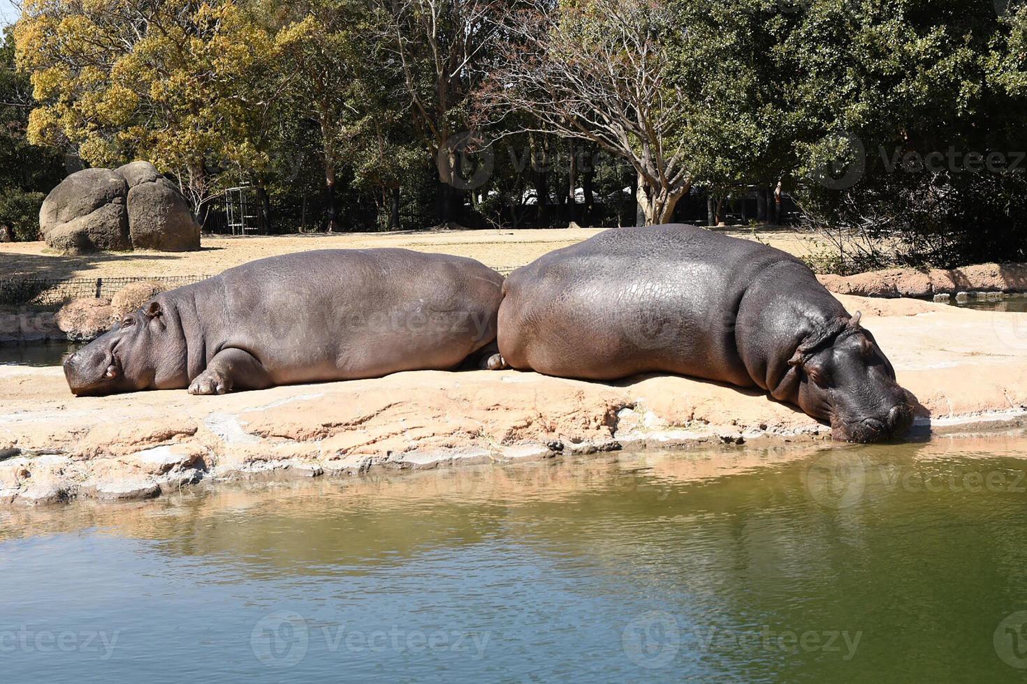 two hippopotamus are sunbathing and sleeping on the edge of the water in the cage photo