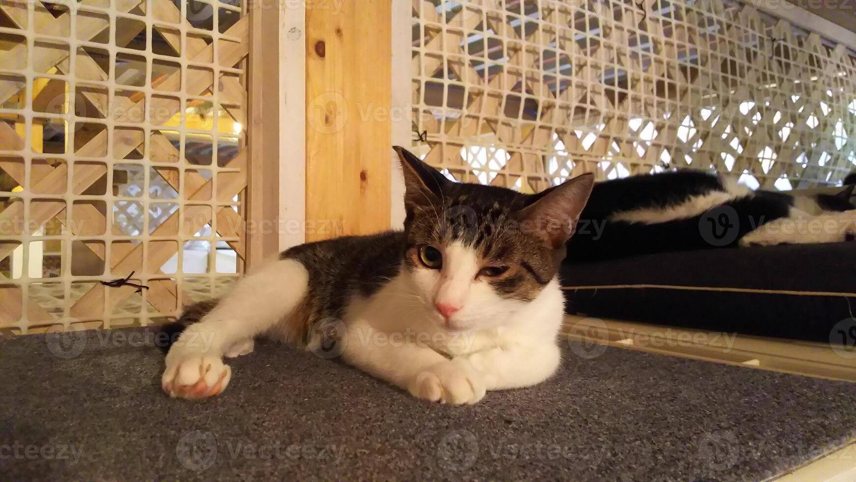 sleepy cat on the carpet photo