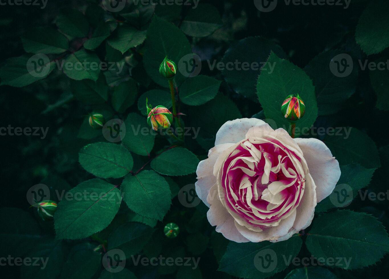 Rosas de color rosa claro natural con gotas de lluvia de hojas verdes del concepto de primavera en el jardín. foto