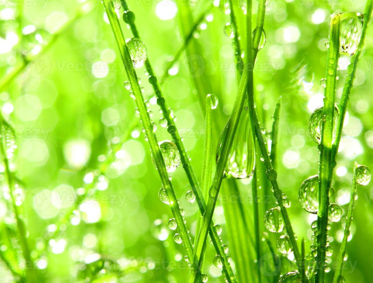 hojas frescas de color verde claro que se sientan en hojas verdes y hierba cubierta de rocío con la naturaleza. foto