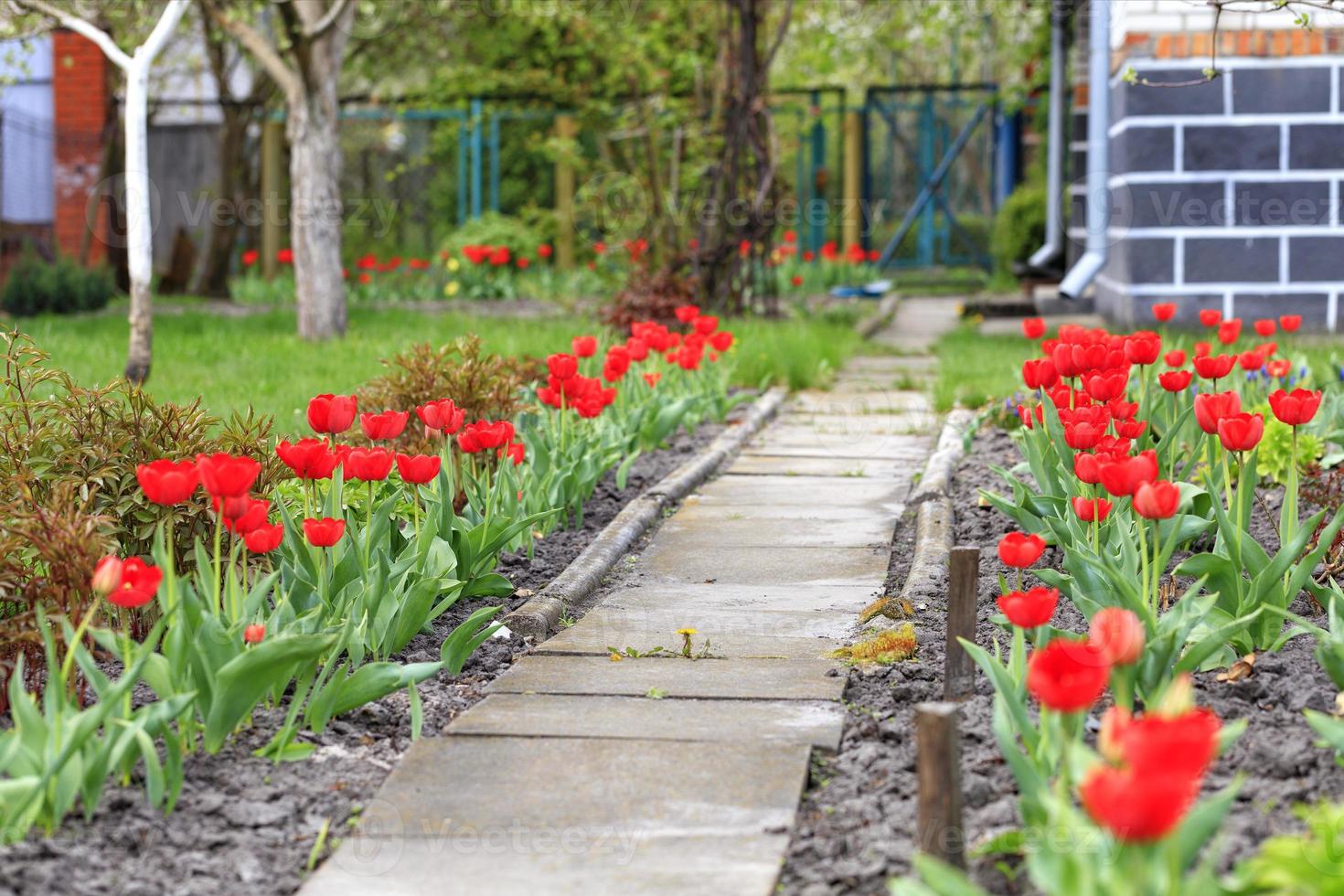 Los tulipanes rojos florecen a lo largo de la pasarela de piedra cerca de la casa rural. foto