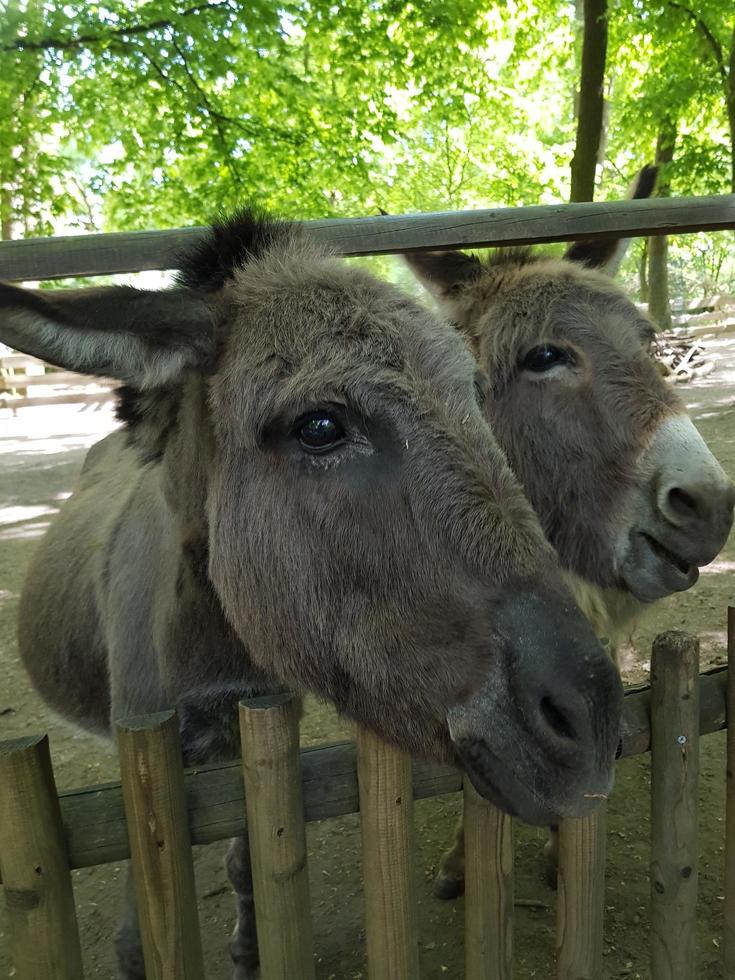 dos burros grises están charlando con los visitantes del zoológico foto