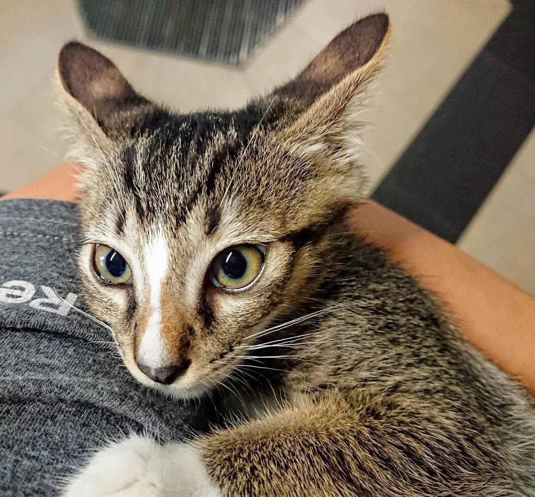 a cat sleeping on its employer's lap photo