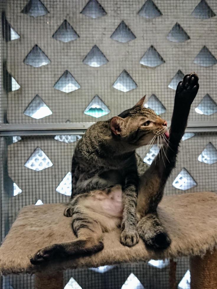 un gato sentado en el tronco de un árbol lamiendo sus piernas en una jaula foto