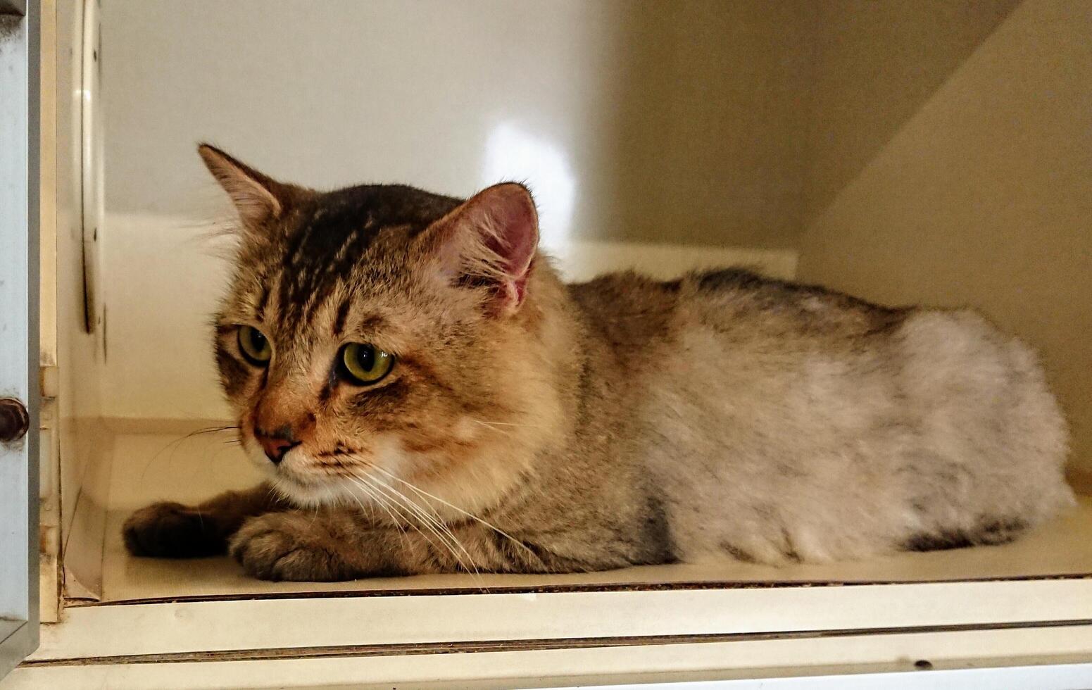 a cat with a cute face sitting relaxed photo