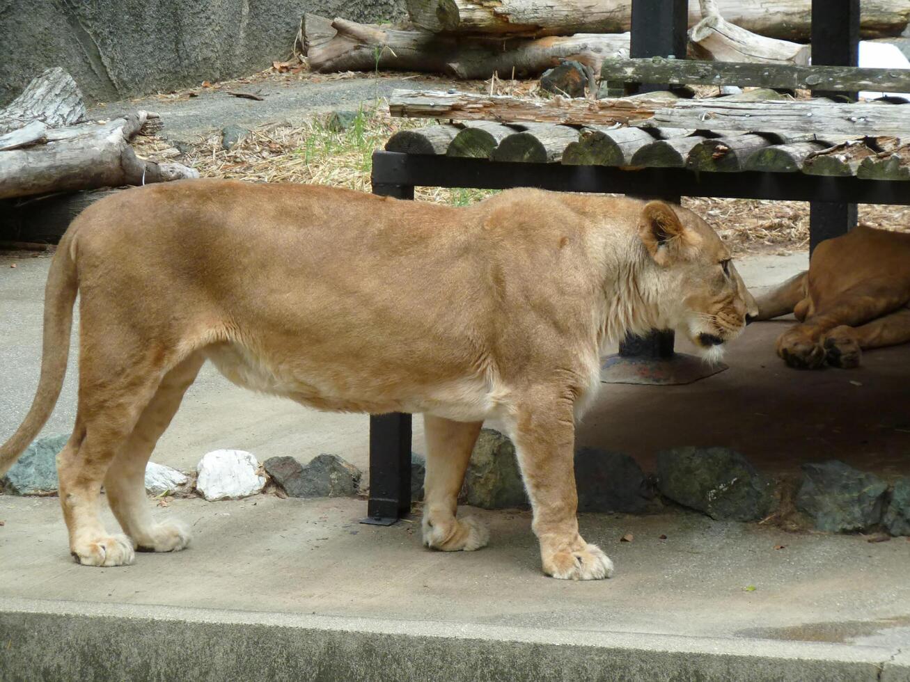 a tiger is walking in a cage with a lot of wood photo