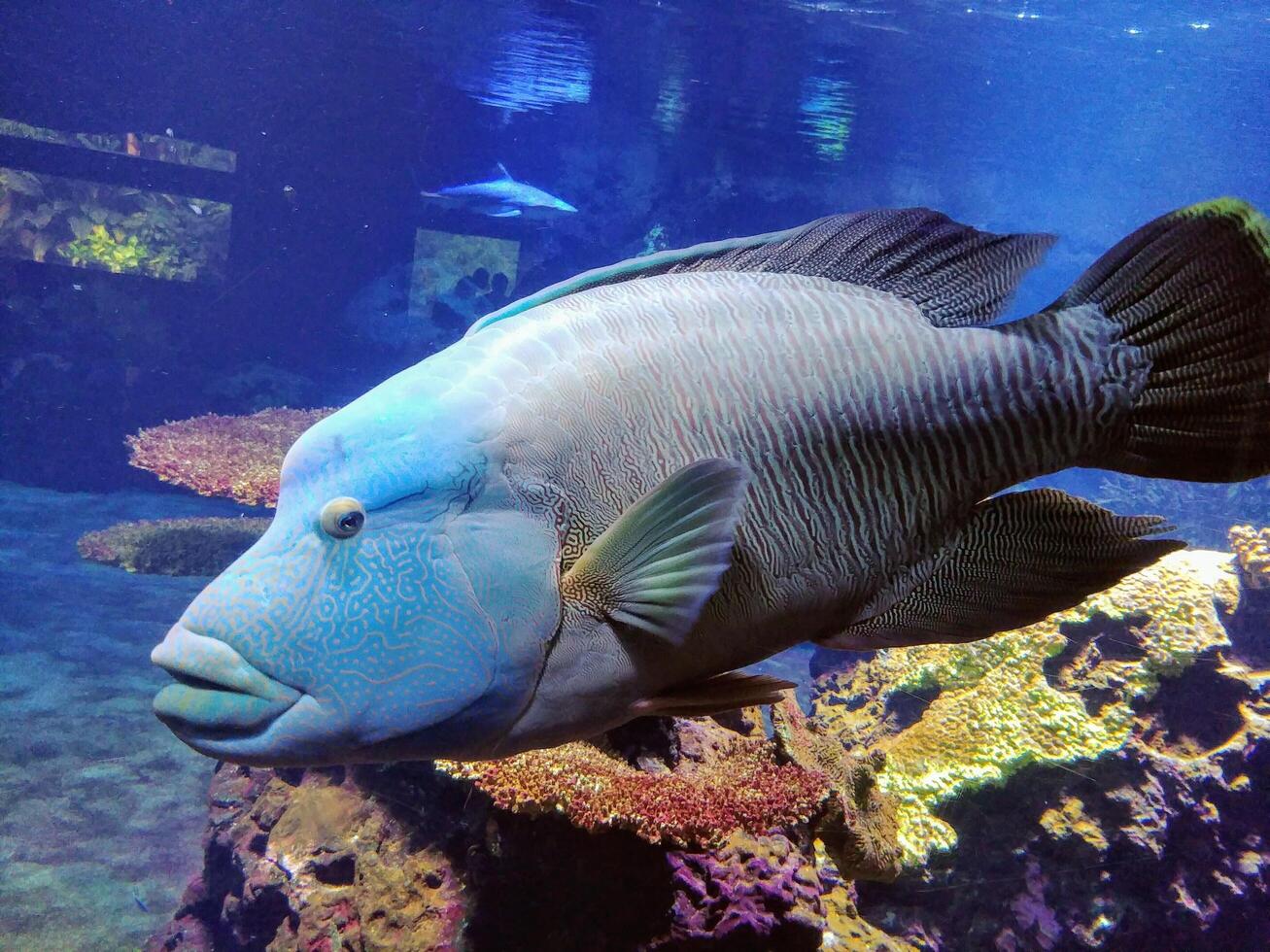 a unique colored fish in a clear aquarium photo