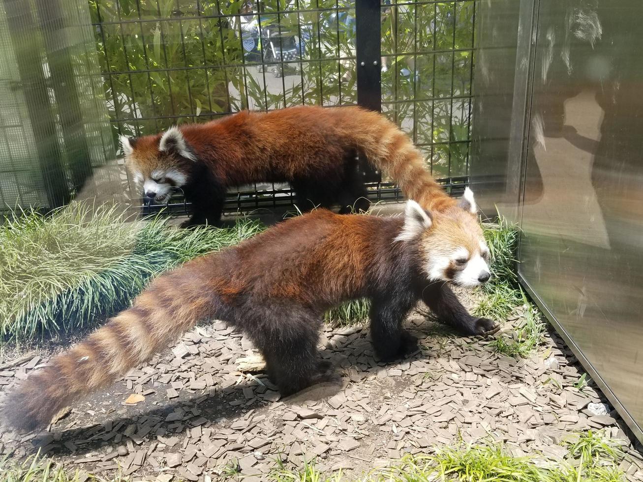 two brown foxes inside a clear glass cage photo