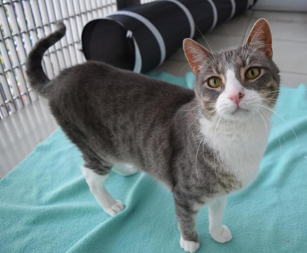 un gato gris y blanco de pie sobre una alfombra azul foto