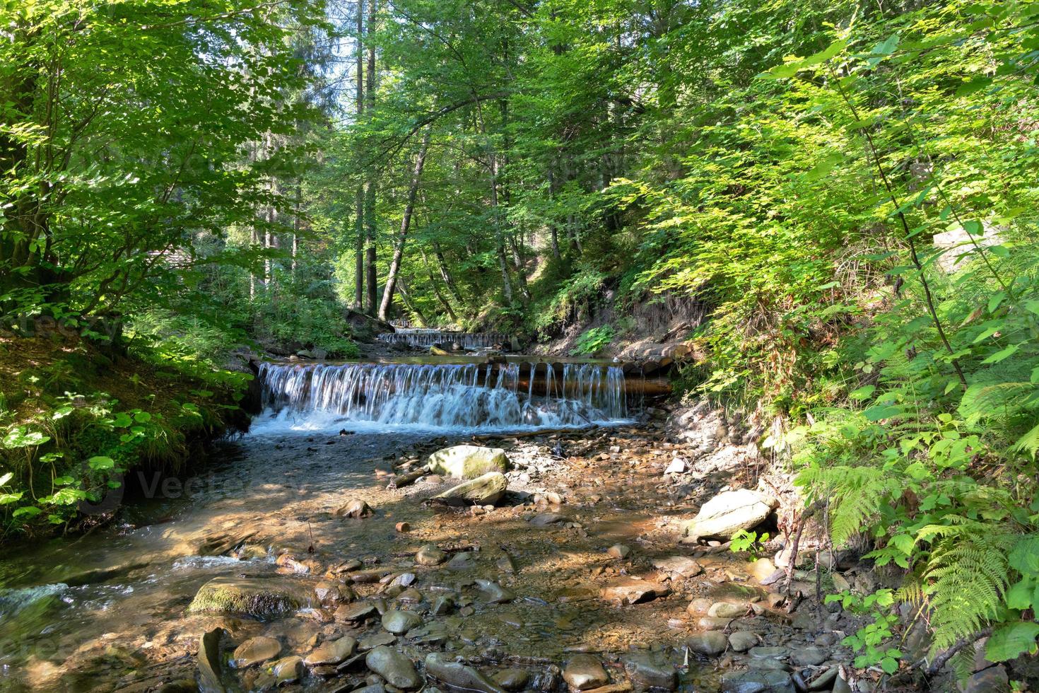 Mountain river among the green Carpathian forest on a bright sunny day.  4704139 Stock Photo at Vecteezy