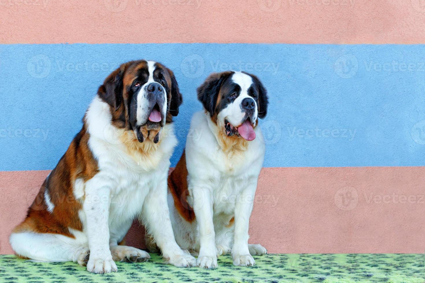 Portrait of a pair of large St. Bernards sitting nearby. photo