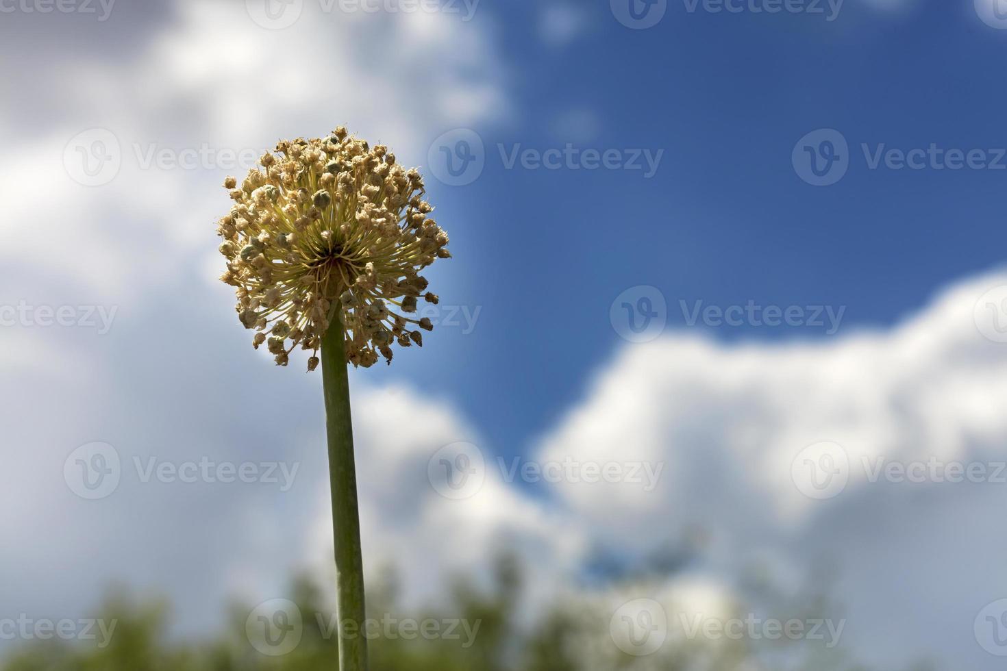 Onion stalk with yellow flowers of seeds against the blue sky. photo