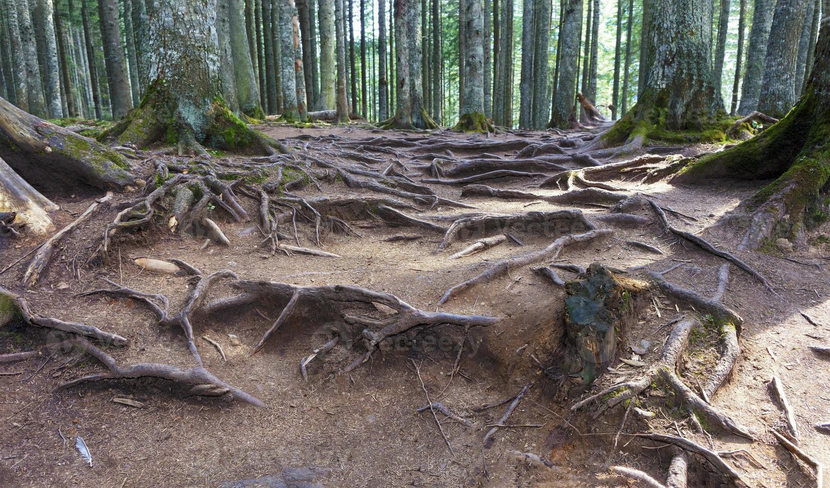 The texture of the roots of trees in the old forest. photo