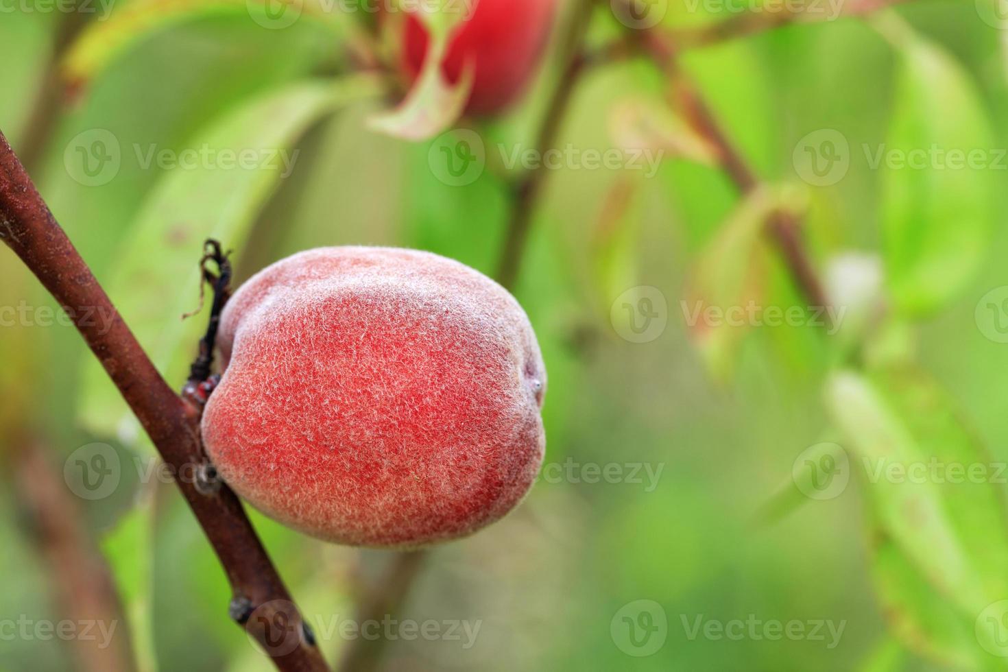 Ripe sweet peach growing on a tree branch close-up photo