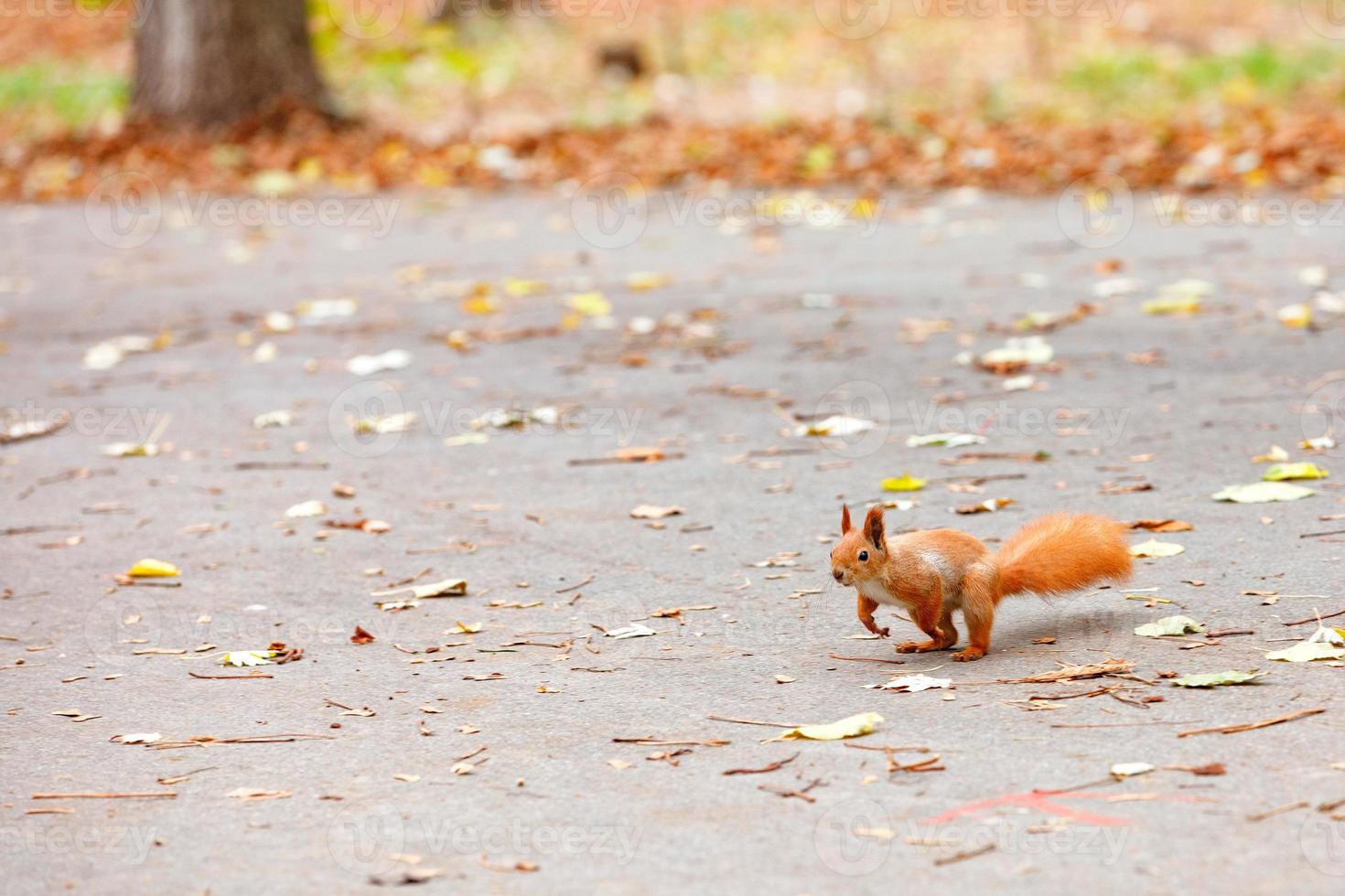 An orange squirrel with a magnificent fluffy tail prepares to jump for a treat. photo