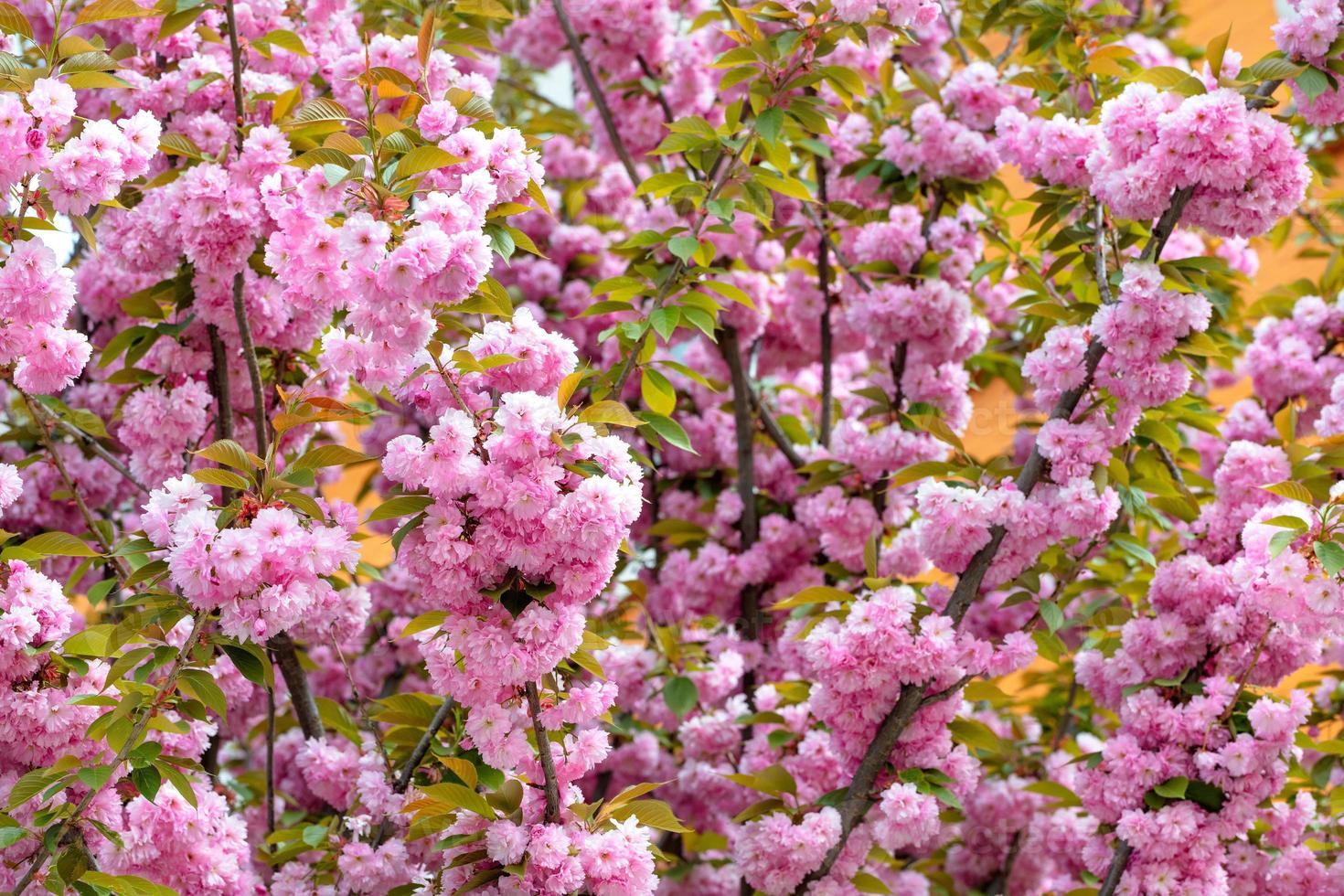 Pink flowers of blooming Japanese sakura in the spring garden. photo